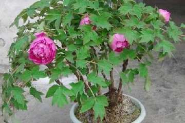 牡丹盆栽用什么栽培基质最好 图片