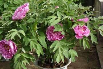 牡丹盆栽营养土怎么配制的方法 图片