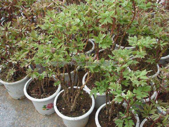 牡丹盆栽怎么上盆栽植的方法 图片