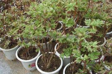 牡丹盆栽怎么上盆栽植的方法 图片