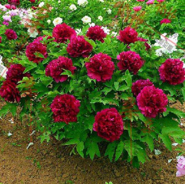 牡丹盆栽怎么施肥的方法 图片