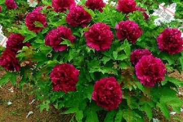 牡丹盆栽怎么施肥的方法 图片