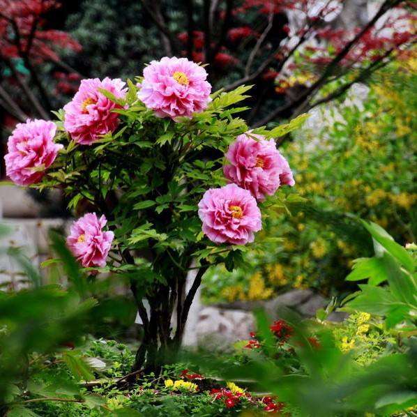 牡丹盆栽怎么整形修剪的方法 图片