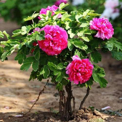 牡丹盆栽怎么整形修剪的方法 图片