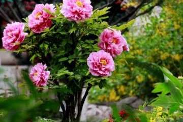 牡丹盆栽怎么整形修剪的方法 图片