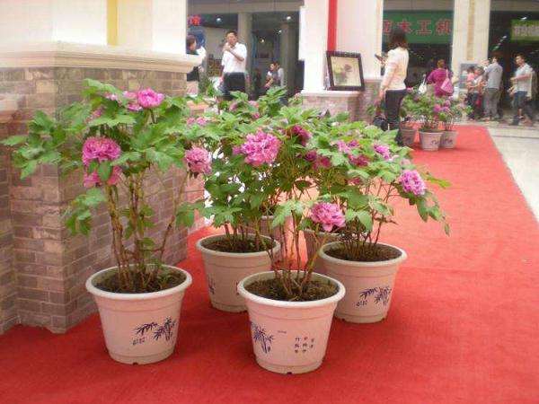 牡丹盆栽常见病害怎么防治的方法 图片