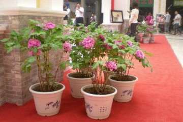 牡丹盆栽常见病害怎么防治的方法 图片