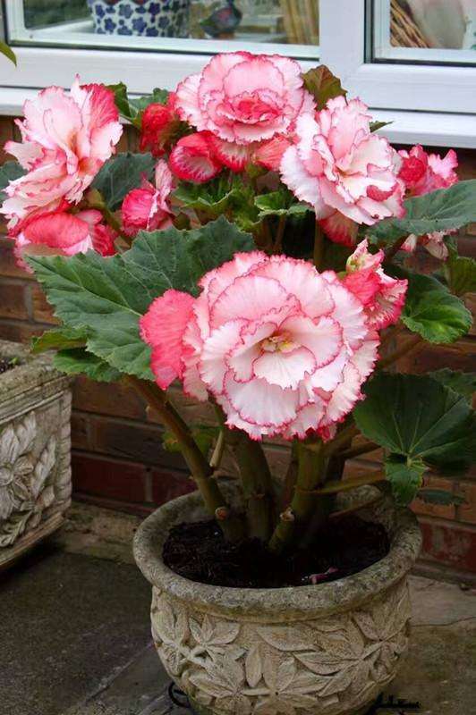 牡丹盆栽的吹绵蚧怎么防治方法 图片