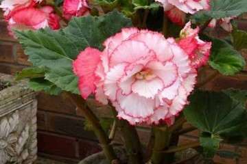 牡丹盆栽的吹绵蚧怎么防治方法 图片