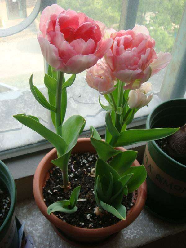 牡丹盆栽土蚕怎么防治方法 图片