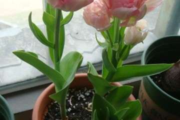 牡丹盆栽土蚕怎么防治方法 图片