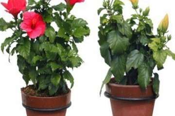 牡丹盆栽有中华锯花天牛怎么防治方法