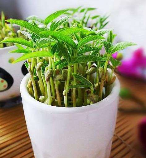 盆栽叶菜怎么施肥的3个方法 图片