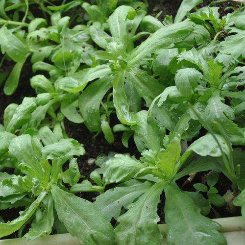 盆栽叶菜怎么病虫鼠害的防治方法 图片