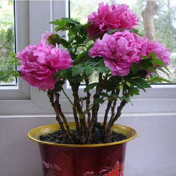 牡丹盆栽怎么浇水管理的方法 图片