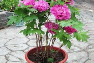 牡丹盆栽怎么浇水管理的方法 图片