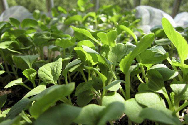 阳台速生叶菜盆栽病虫害怎么防治 图片