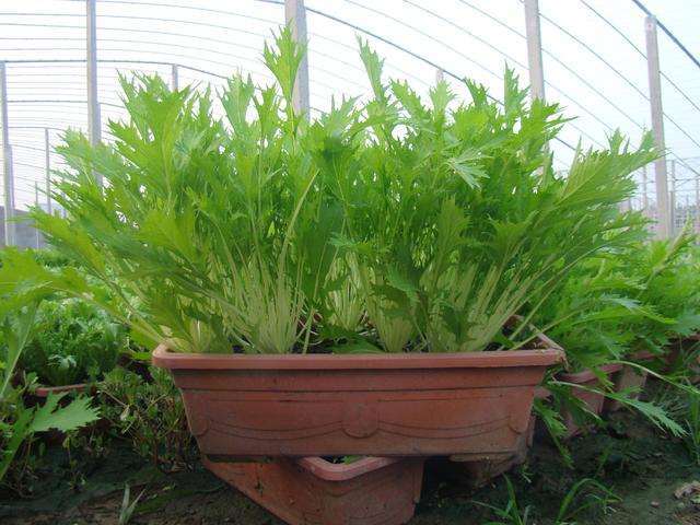 盆栽速生叶菜什么时候适时采收 图片