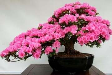 杜鹃花盆栽怎么播种繁殖的方法 图片