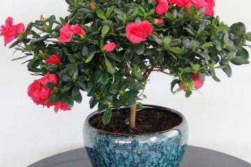 杜鹃盆栽怎么播种繁殖的方法 图片