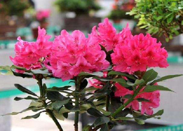 杜鹃花盆栽怎么移栽和翻盆的方法 图片