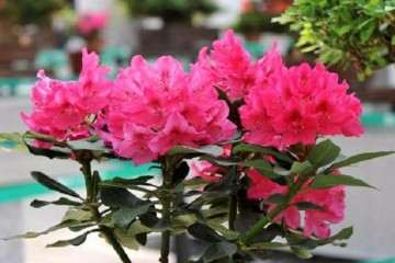 杜鹃花盆栽怎么移栽和翻盆的方法 图片