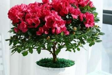 夏季 杜鹃盆栽怎么浇水的方法 图片