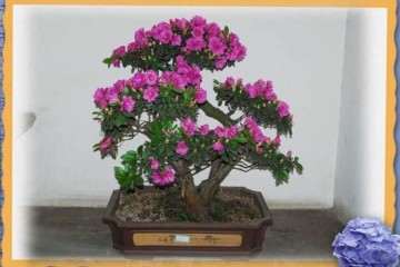 杜鹃花盆栽怎么施肥的方法 图片