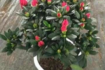 杜鹃盆栽开花之后怎么修剪的方法 图片