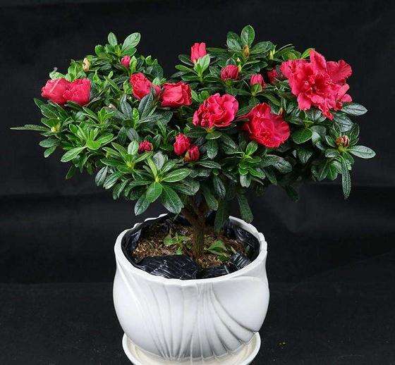 杜鹃花评价的病虫害怎么防治 图片