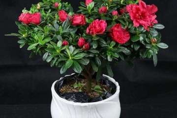 杜鹃花盆栽的病虫害怎么防治 图片