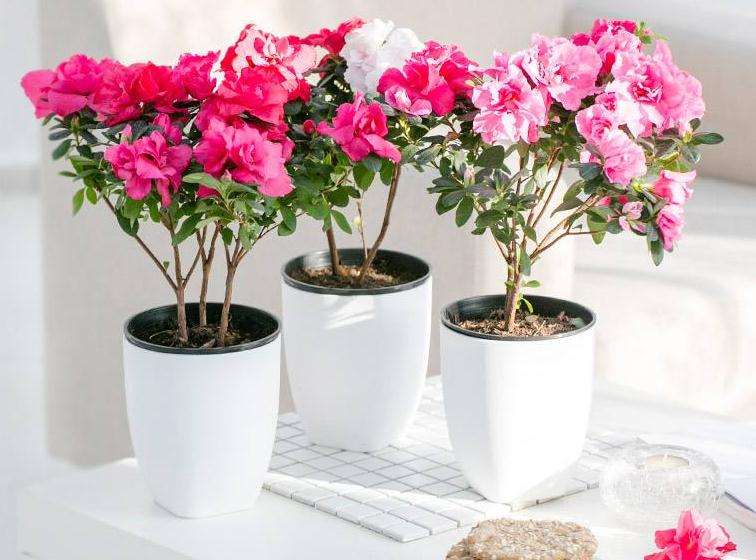 杜鹃花盆栽的虫害怎么防治方法 图片