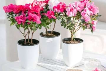 杜鹃花盆栽的虫害怎么防治方法 图片