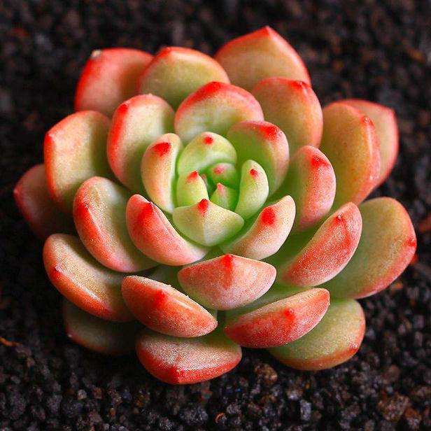 多肉植物盆栽的市场调研 图片