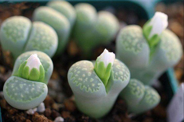 多肉盆栽产品怎么定制设计的方法