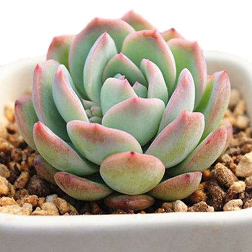 青州中国多肉盆栽植物产业小组成立