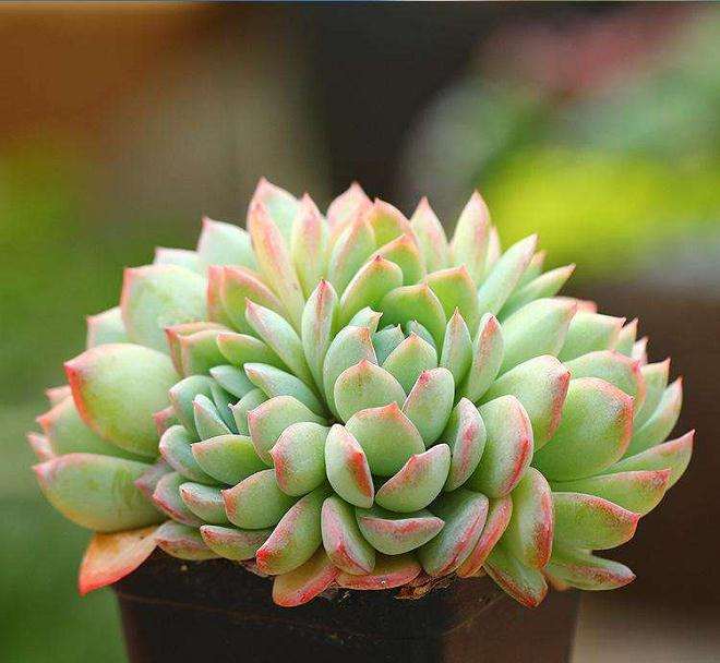 青州多肉植物产业发展研讨会 图片