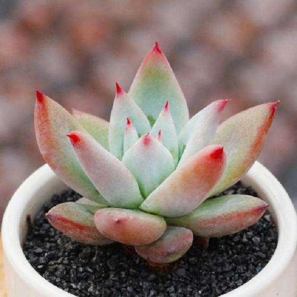 青州多肉植物产业发展研讨会 图片