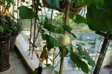 防治甜瓜枯萎病药剂配方筛选及盆栽防效测定