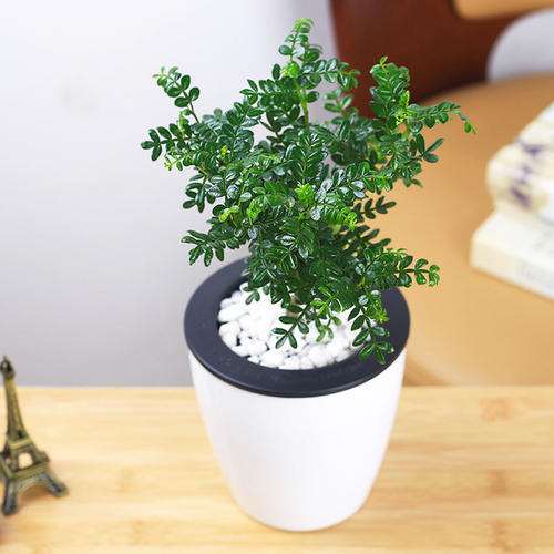 防治胡椒瘟病生物农药筛选及其盆栽药效试验