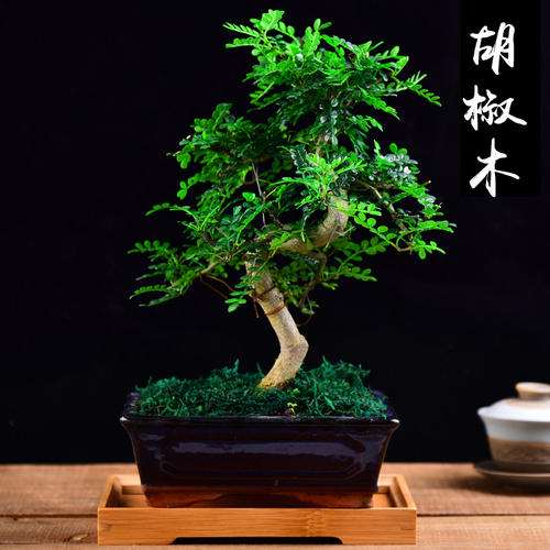 防治胡椒瘟病生物农药筛选及其盆栽药效试验