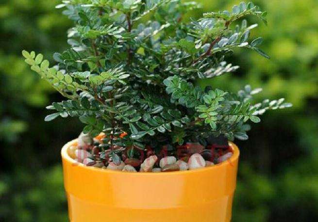 防治胡椒瘟病生物农药筛选及其盆栽药效试验