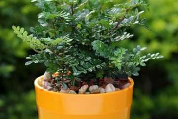 防治胡椒瘟病生物农药筛选及其盆栽药效试验