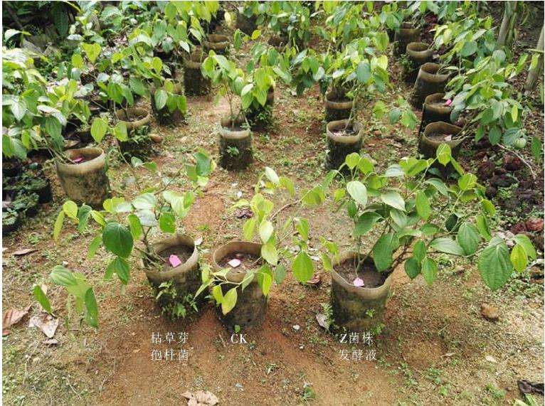 不同供试药剂对胡椒瘟病的盆栽防效比较
