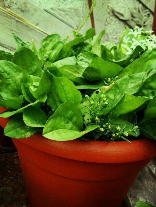 推荐5种中草药养生盆栽 非常好 图片