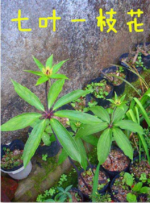 推荐5种中草药养生盆栽 非常好 图片