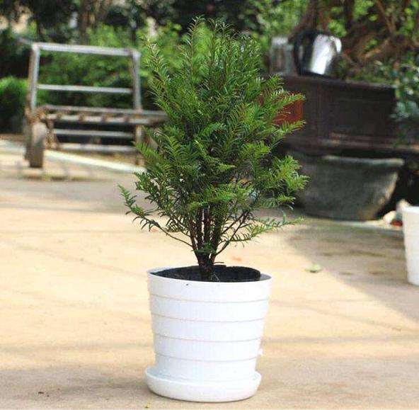 福建主要适生观赏草品种盆栽观赏性评价