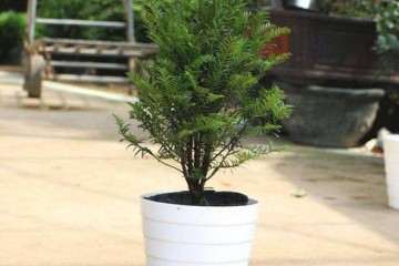 福建主要适生观赏草品种盆栽观赏性评价