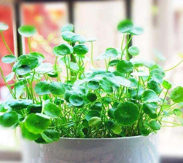 观赏草盆栽温室进行栽培试验 图片