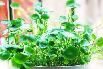 观赏草盆栽温室进行栽培试验 图片